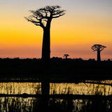Paysage de coucher de soleil avec l'ombre de deux baobabs