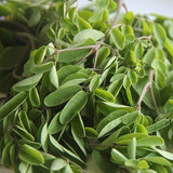 image de feuilles vertes de moringa