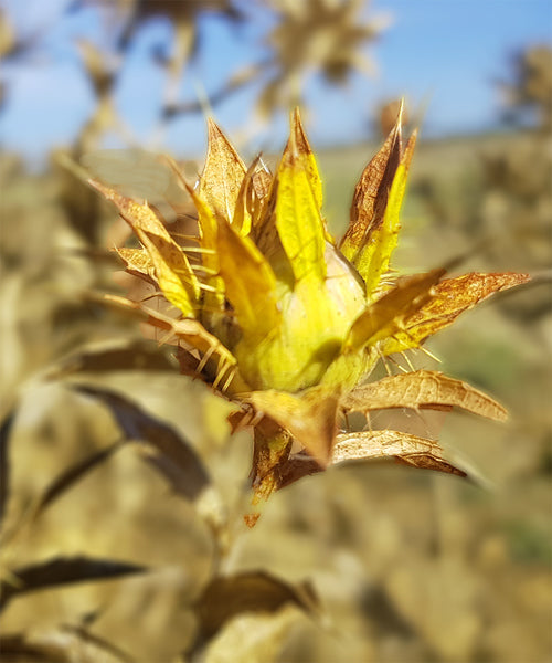 Huile de moutarde Inglourious mustard