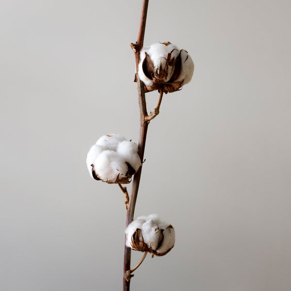 Déodorant solide fleur de coton