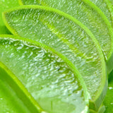 Éponge konjac visage aloe vera