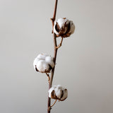Baume multi-usages à la fleur de coton