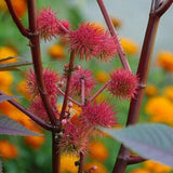 Huile de ricin blanc et rouge, ylang ylang Ricin L'Enchanteur