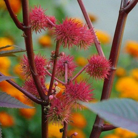 Huile de ricin blanc et rouge, ylang ylang Ricin L'Enchanteur