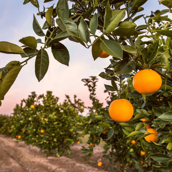 Savon à froid surgras certifié bio Orangeraie Oubliée