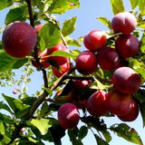 Huile végétale prune bio relipidante et anti-oxydante